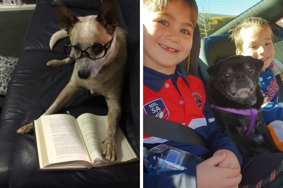 Banjo Bones enjoying a good book and Pele the Pug out with his guardians